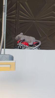 See if you can find the mouse on the motorcycle in the lobby. Bonus points if you actually have read the book.