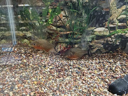 Terry's Aquarium & Pet Center