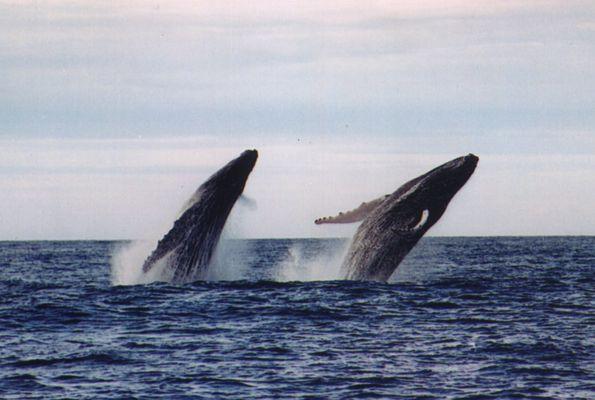 Largest visitor to Maui