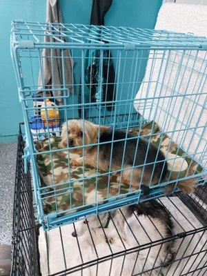 Gentle Care Pet Grooming