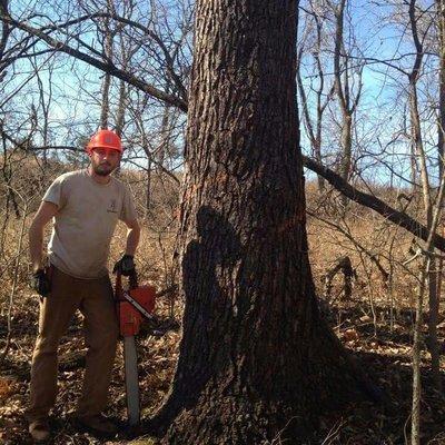 Whites Logging