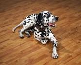 Liberty Animal Clinic