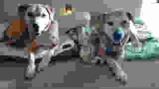 Four Paws Dog Resort