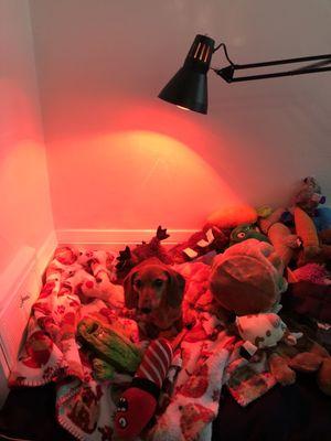 Inna Veterinary Acupuncture and Mobile Medical Services