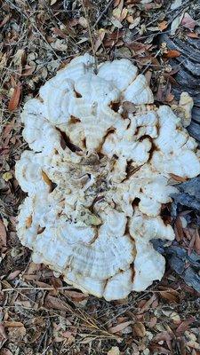 Anthony Chabot Regional Park