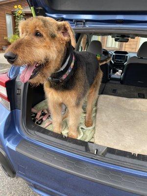 Great job on my Airedale terrier! Thank you!