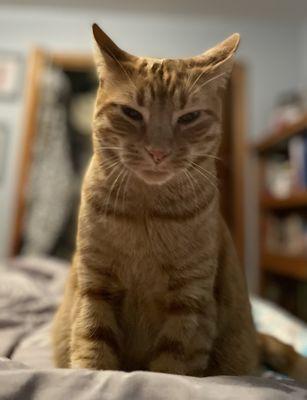 Hoffman Estates Animal Hospital, A Thrive Pet Healthcare Partner