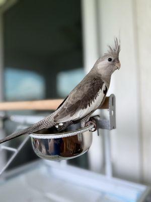 Palenzuela Feed Pet Store