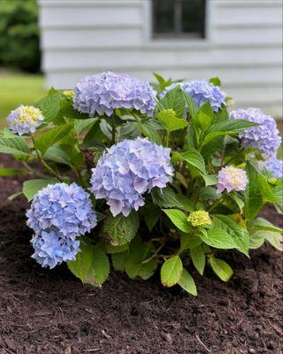 Stony Hill Landscaping