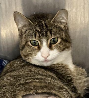 Arlington Animal Clinic