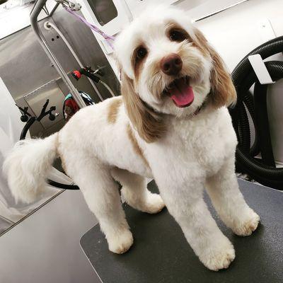 Classy Clipper Dog Grooming