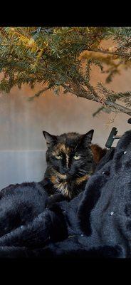 West Ave Animal Hospital