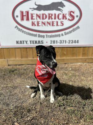 Hendricks Kennels