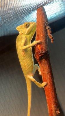 His new habitat all set up:)