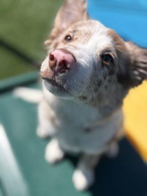 Pet Paradise Lawrenceville