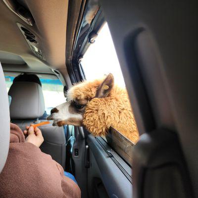 Eudora Wildlife Safari Park