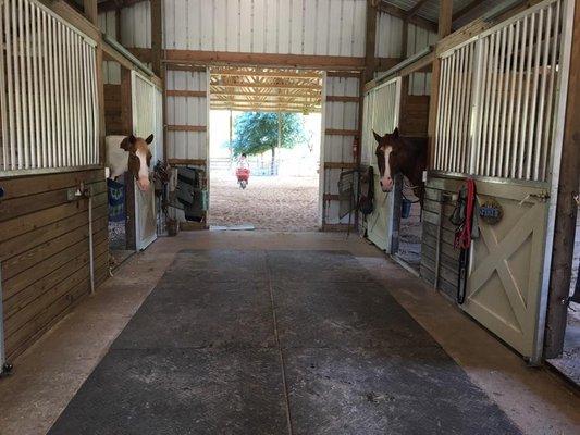 Horses in the stables