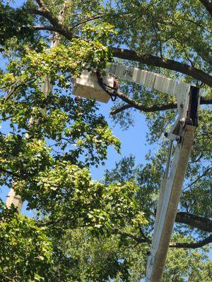 J & W Experienced Tree Services
