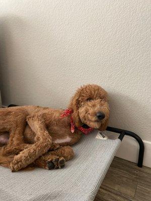 Night and Day K9 Training