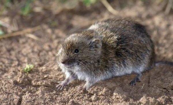 Underground Bloodhound