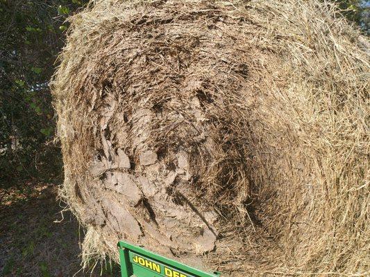 $120 bale of moldy coastal.