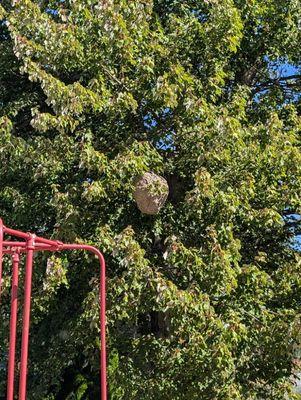 Insect X Pest Solutions