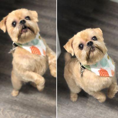 Chic Tails Pet Boutique and Spa