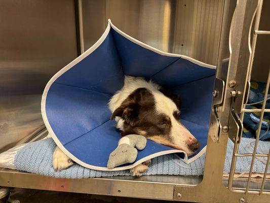 Getting stable to return home