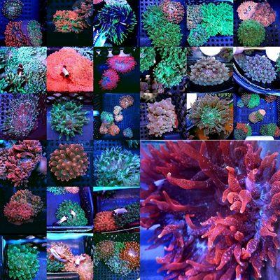 Bubble tip anemones? We are the masters of Nems