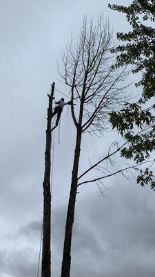 Arborview Tree Service