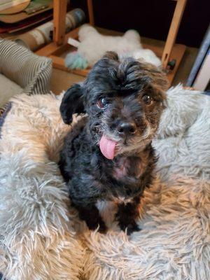 Pepper! My little love isn't she the cutest!?