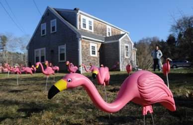 Don's Flamingo Farm