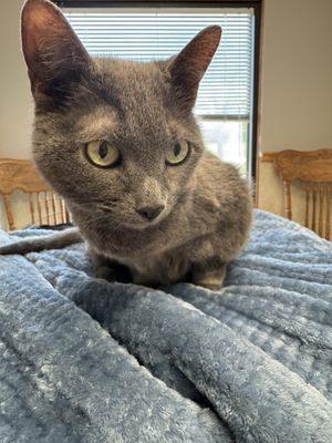 Community Veterinary Clinic