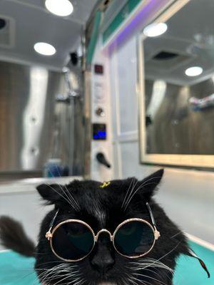 Mr pet mobile grooming