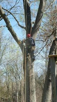 Heisinger Tree Service
