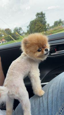 Posh Pooch Pet Salon & Boutique