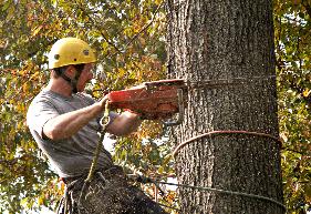 Sam Barrera Landscapers