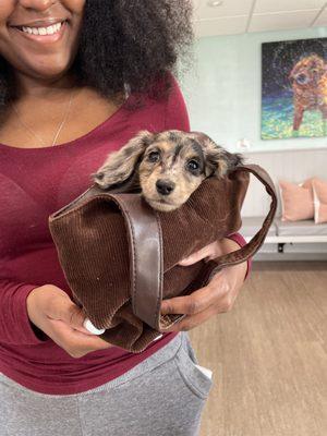 Springs Road Animal Hospital