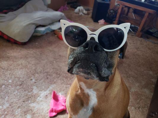 Carbondale Veterinary Hospital