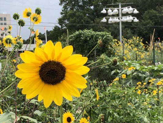 Driscoll Grain Co-Op