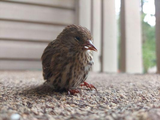 Lil bro caught lackin