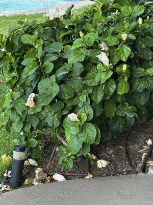 Napili Surf Beach Resort