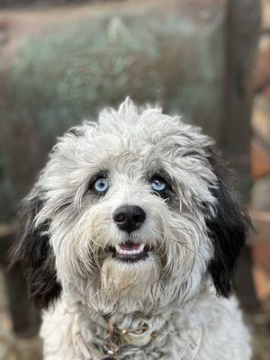 Spoiled Paws Grooming