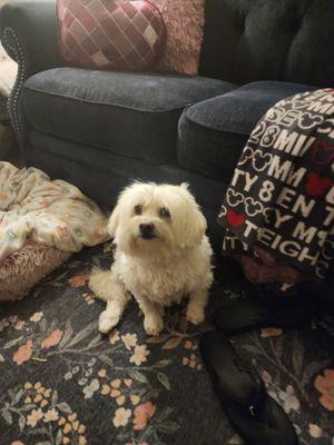 My pup, Sydney, is always welcomed, and I love how friendly everyone is