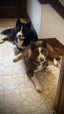 Dahlia and Romeo love seeing the staff at AAH and are very thankful for quality care!