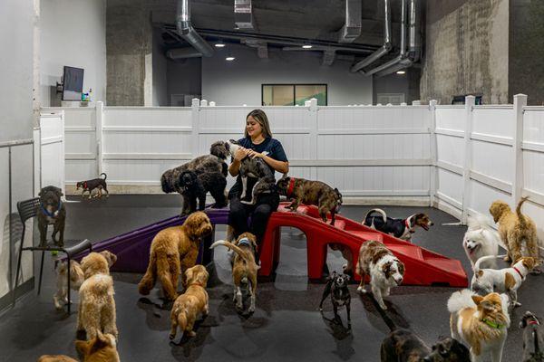 Our indoor doggy parks