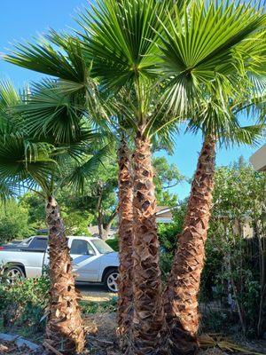 YR Gallardo Lanscaping