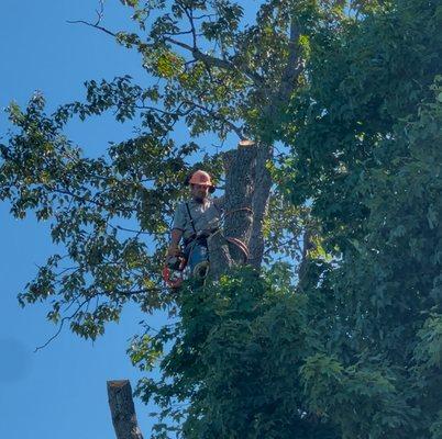 Atlas Tree Service