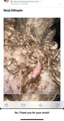 Logan's House Dog Daycare and Grooming