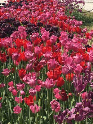 Tulip Festival